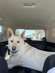 Found/Stray Male Dog last seen Citrus high school, Perris, CA 92570