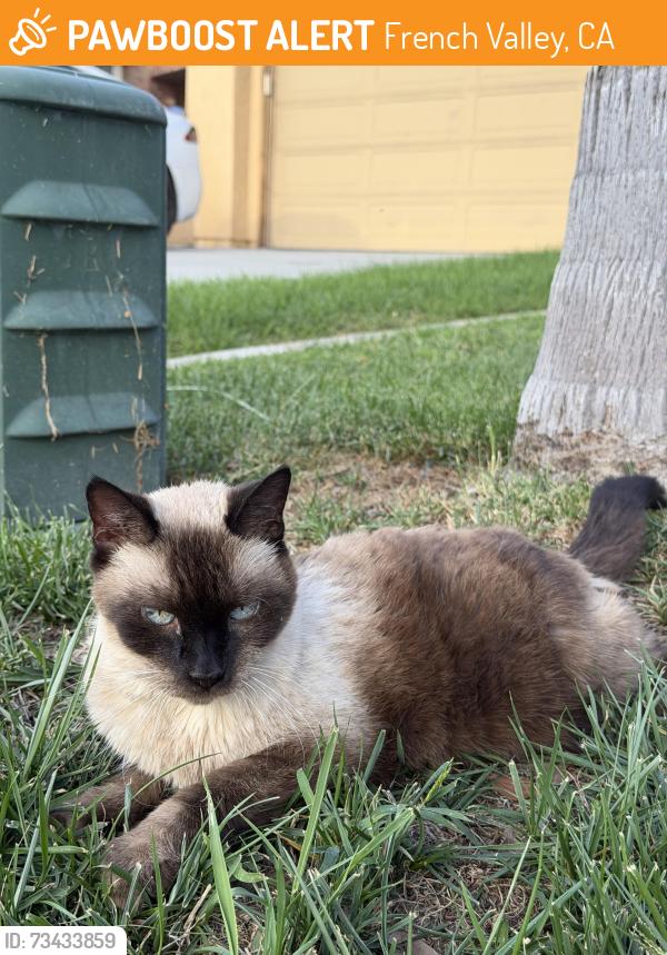 Found/Stray Unknown Cat last seen Capri Dr, French Valley, CA 92596