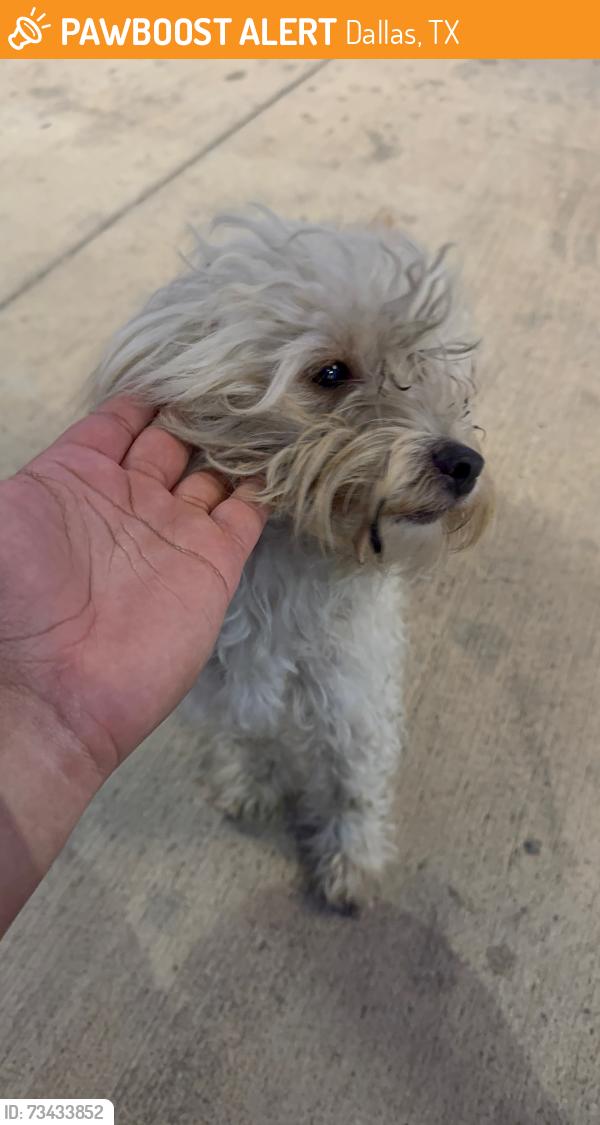 Found/Stray Male Dog last seen Terrace at southern, Dallas, TX 75216