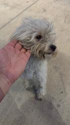 Found/Stray Male Dog last seen Terrace at southern, Dallas, TX 75216