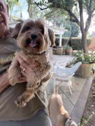 Reunited Unknown Dog last seen LaPergola and Cipriani, Brentwood, CA 94513
