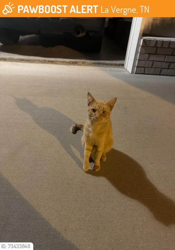 Found/Stray Male Cat last seen Nir Shreibman Blvd, La Vergne, TN 37086