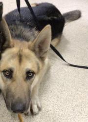 Shelter Stray Male Dog last seen Near BLOCK AVALON ST, JURUPA VALLEY, CA, 6851 Van Buren Boulevard, Jurupa Valley, CA 92509, USA