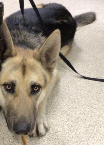 Shelter Stray Male Dog last seen Near BLOCK AVALON ST, JURUPA VALLEY, CA, 6851 Van Buren Boulevard, Jurupa Valley, CA 92509, USA