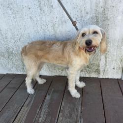 Shelter Stray Female Dog last seen Near BLK ATLANTIC AVE, LONG BEACH CA, 90805, 7700 E Spring St, Long Beach, CA 90815, USA