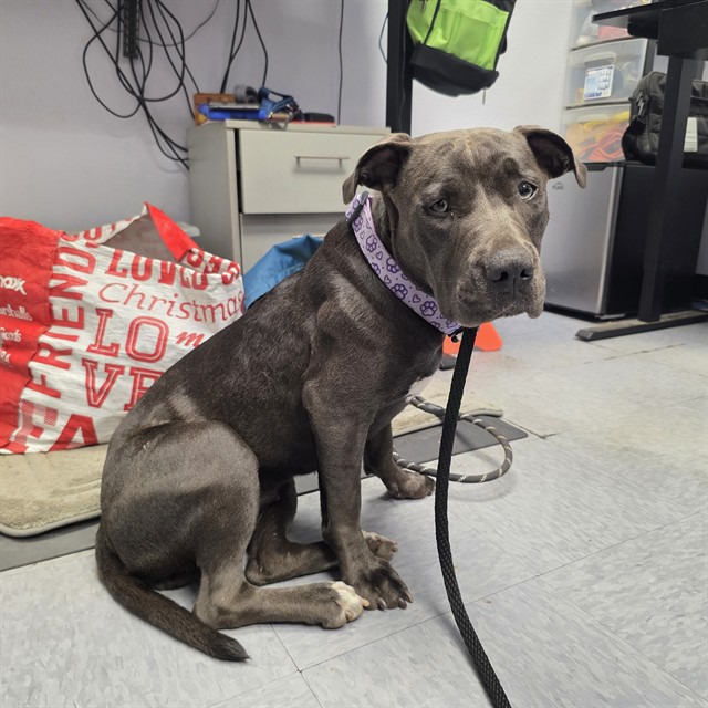 Shelter Stray Female Dog last seen Near BLK E 67TH WAY, LONG BEACH, CA, 90805, 7700 E Spring St, Long Beach, CA 90815, USA