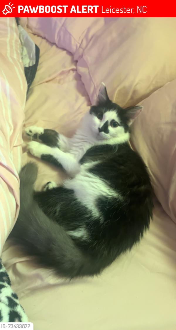 Lost Male Cat last seen Tipton hill, Mountain View ests, Leicester, NC 28748