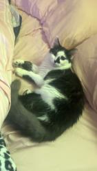 Lost Male Cat last seen Tipton hill, Mountain View ests, Leicester, NC 28748