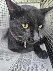 Shelter Stray Male Cat last seen Near BLOCK CHICAGO BLVD, 4710 TX-151, San Antonio, TX 78227, USA