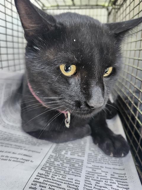 Shelter Stray Male Cat last seen Near BLOCK CHICAGO BLVD, 4710 TX-151, San Antonio, TX 78227, USA