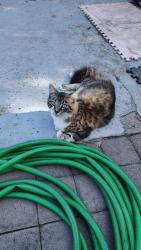 Reunited Male Cat last seen Glencoe Dr and Beach Blvd, Huntington Beach, CA 92647