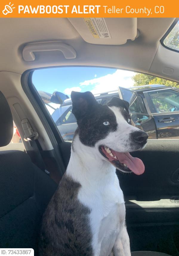 Found/Stray Male Dog last seen High Park Ranch, Teller County, CO 80813