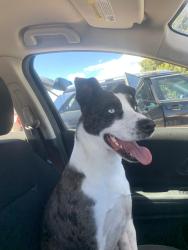 Found/Stray Male Dog last seen High Park Ranch, Teller County, CO 80813