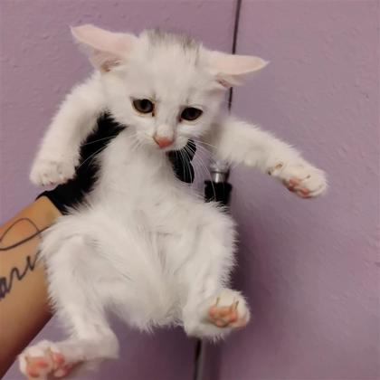 Shelter Stray Female Cat last seen Near White Tail, CITY of El Paso, TX, 5001 Fred Wilson Ave, El Paso, TX 79906, USA
