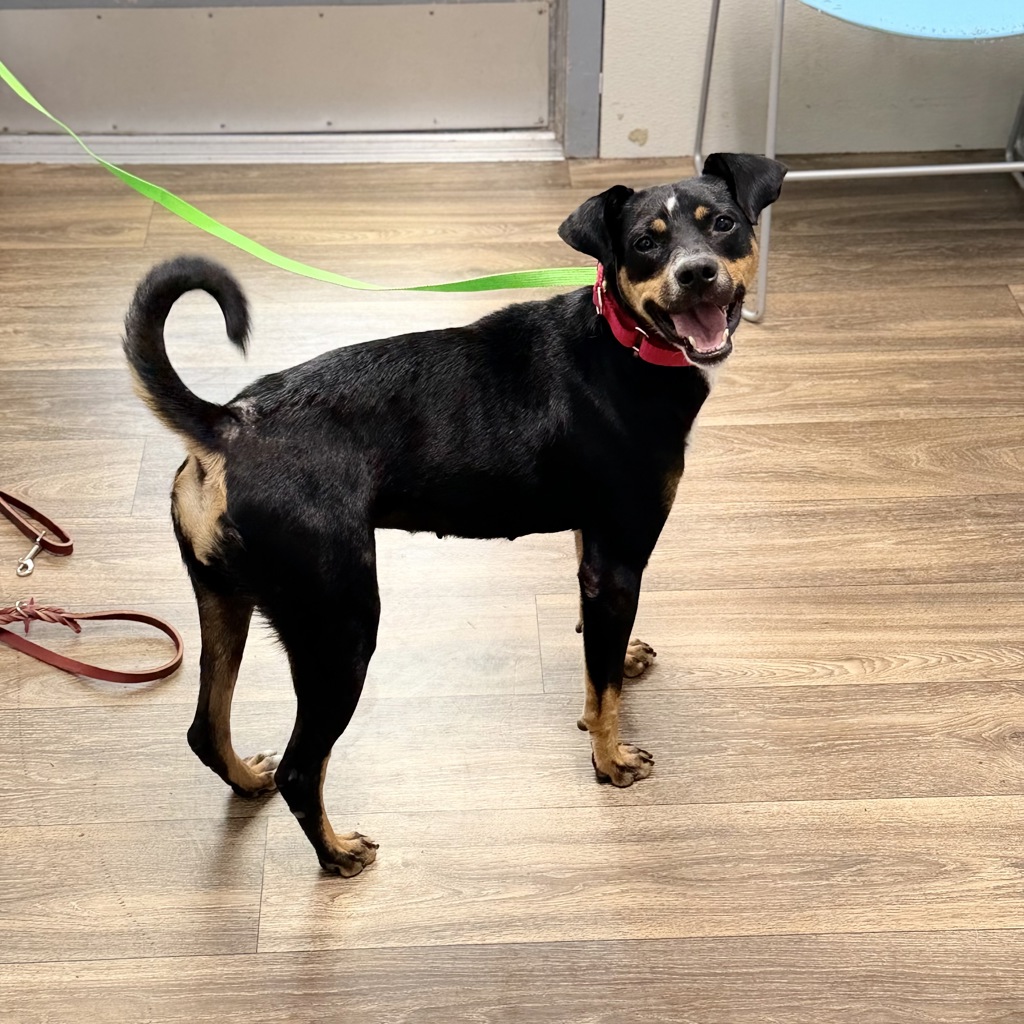 Shelter Stray Female Dog last seen Piper Ranch Road, San Diego, CA, 92154, 5500 Gaines St, San Diego, CA 92110, USA