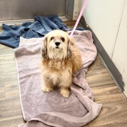 Shelter Stray Female Dog last seen San Diego, CA, 92115, 5500 Gaines St, San Diego, CA 92110, USA