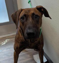 Shelter Stray Female Dog last seen Vesta Street, San Diego, CA, 92113, 5500 Gaines St, San Diego, CA 92110, USA