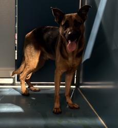 Shelter Stray Male Dog last seen Fashion Valley, San Diego, CA, 92108, 5500 Gaines St, San Diego, CA 92110, USA