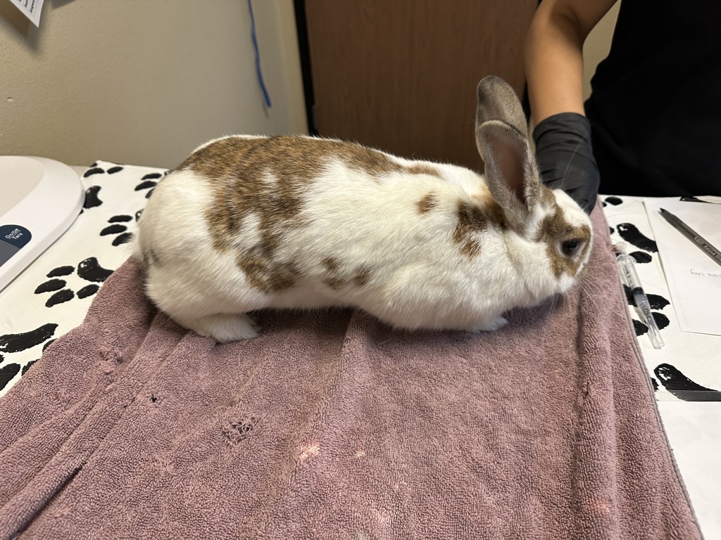 Shelter Stray Female Rabbit last seen 4126, Oceanside, CA, 92056, Oceanside, CA 92058, USA