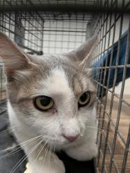 Shelter Stray Female Cat last seen Near 41st Street, San Diego, CA, 92102, 5500 Gaines St, San Diego, CA 92110, USA