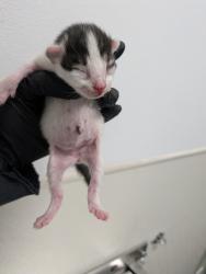 Shelter Stray Female Cat last seen Near 41st Street, San Diego, CA, 92102, 5500 Gaines St, San Diego, CA 92110, USA