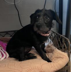 Shelter Stray Female Dog last seen 52nd Street, San Diego, CA, 92115, 5500 Gaines St, San Diego, CA 92110, USA