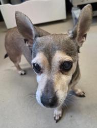 Shelter Stray Male Dog last seen N Magnolia Ave next to Gillespie Field, El Cajon, CA, 92020, El Cajon, CA 92020, USA