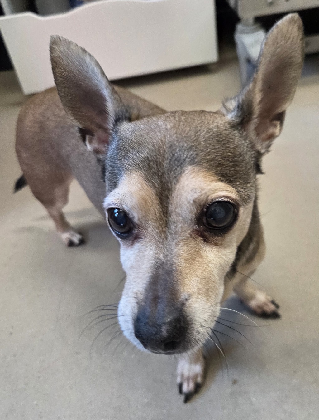 Shelter Stray Male Dog last seen N Magnolia Ave next to Gillespie Field, El Cajon, CA, 92020, El Cajon, CA 92020, USA