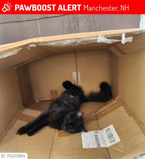 Lost Female Cat last seen Lincoln st, Manchester, NH 03103