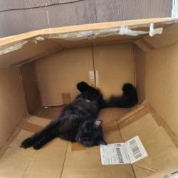 Lost Female Cat last seen Lincoln st, Manchester, NH 03103