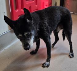 Shelter Stray Male Dog last seen N Magnolia Ave next to Gillespie Field, El Cajon, CA, 92020, El Cajon, CA 92020, USA