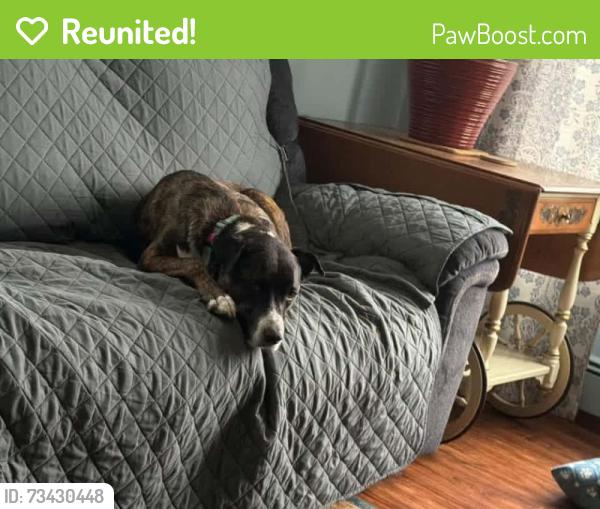 Reunited Female Dog last seen Millstone Little League field, Millstone Township, NJ 08535