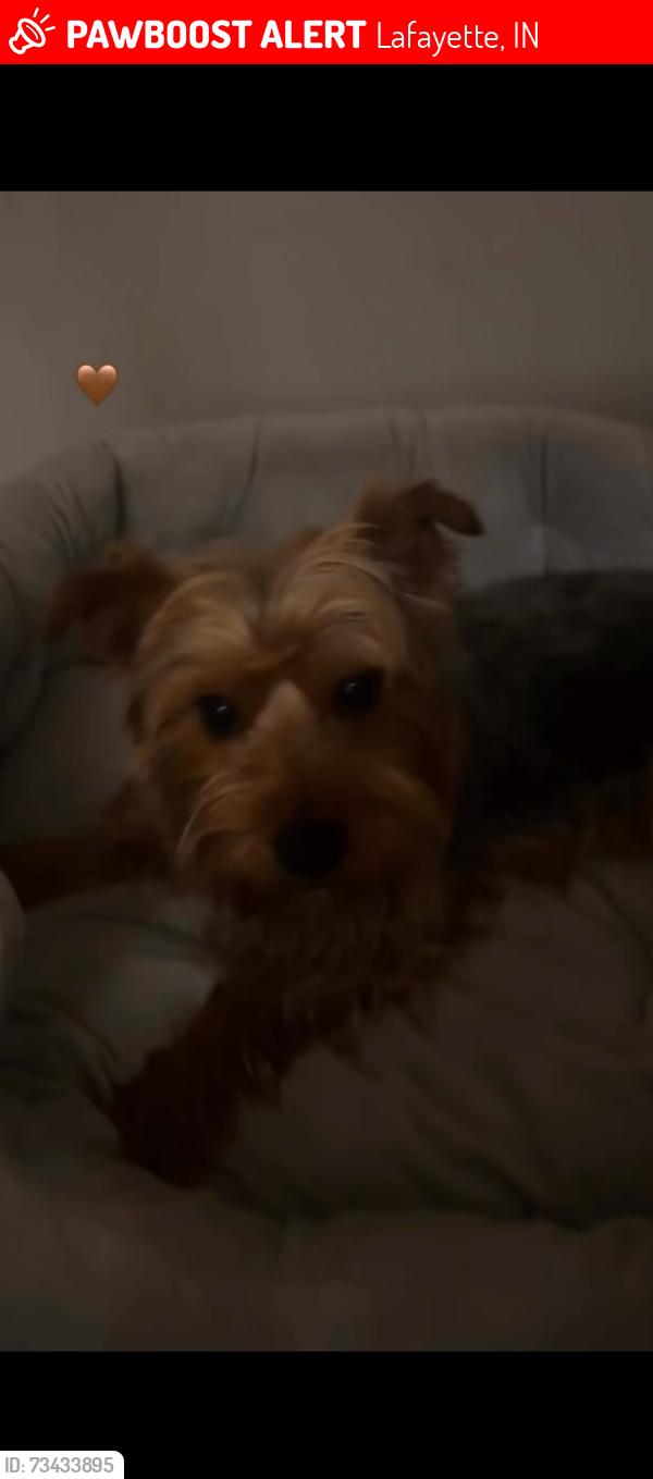 Lost Male Dog last seen near 2401 manitoba dr, Lafayette, IN 47909