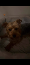 Lost Male Dog last seen near 2401 manitoba dr, Lafayette, IN 47909