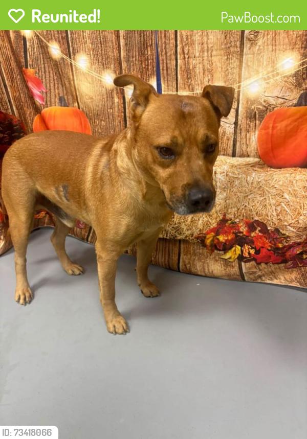 Reunited Unknown Dog last seen Located at Rockdale County Animal Service, 1506 Rockbridge Road, Conyers, GA 30012, Conyers, GA 30012