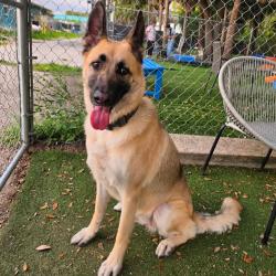 Shelter Stray Female Dog last seen , 8020 Washington St, Port Richey, FL 34668, USA