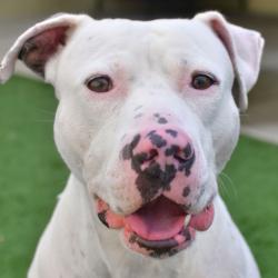 Shelter Stray Male Dog last seen , 3173 K-68 Hwy, Ottawa, KS 66067, USA