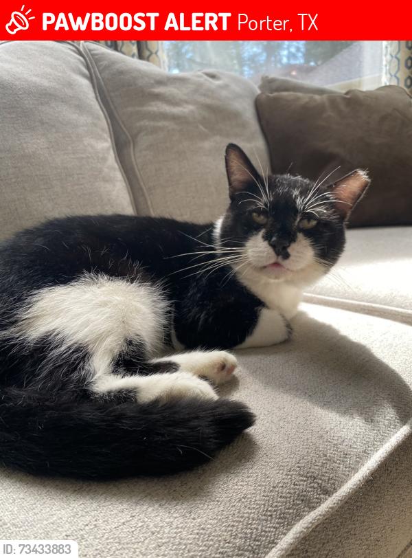 Lost Male Cat last seen Oakhurst Golf Course, Porter, TX 77365