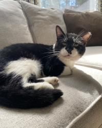 Lost Male Cat last seen Oakhurst Golf Course, Porter, TX 77365