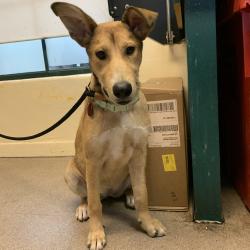 Shelter Stray Female Dog last seen , 361 S Raymond Ave, Pasadena, CA 91105, USA