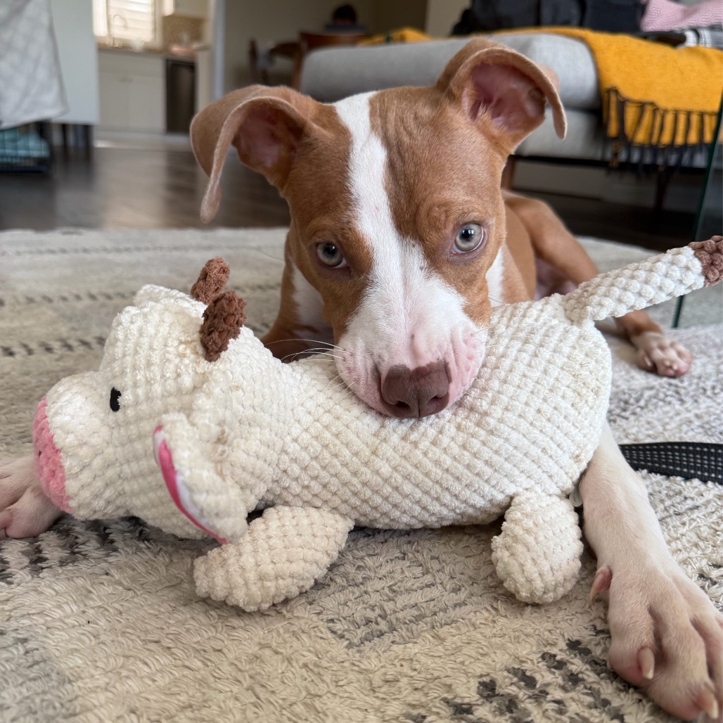 Shelter Stray Male Dog last seen , 3612 11th Ave, Los Angeles, CA 90018, USA