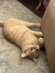 Lost Male Cat last seen croxdale, Springdale, AR 72764