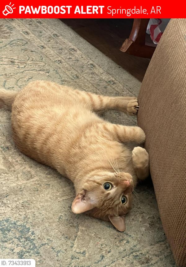 Lost Male Cat last seen croxdale, Springdale, AR 72764