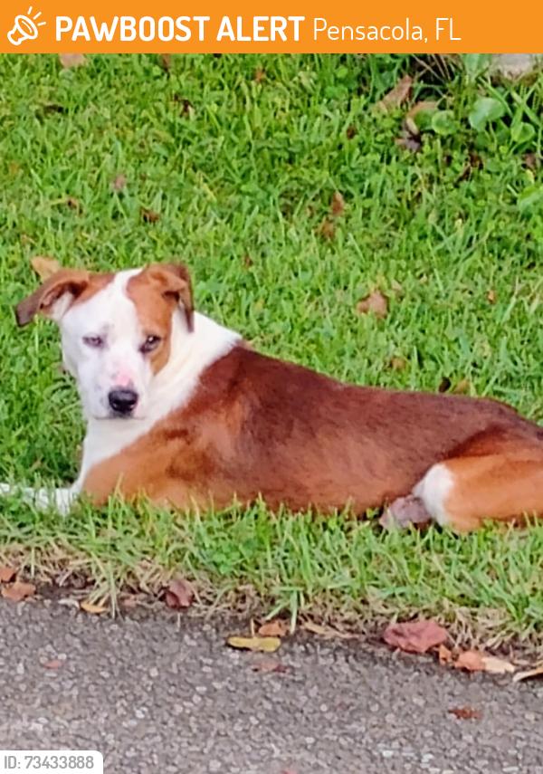 Found/Stray Male Dog last seen Near Interstate Circle, Pensacola, FL 32526