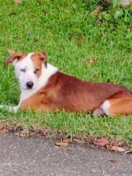 Found/Stray Male Dog last seen Near Interstate Circle, Pensacola, FL 32526