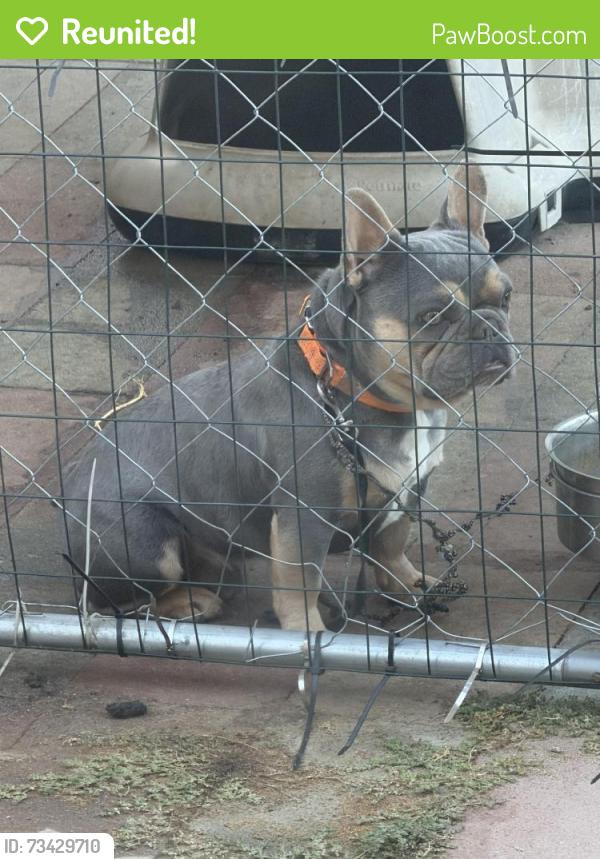 Reunited Male Dog last seen freedom st, Salinas, CA 93905