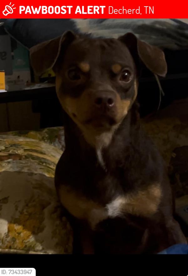 Lost Male Dog last seen Wash &roll carwash, Decherd, TN 37324