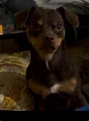 Lost Male Dog last seen Wash &roll carwash, Decherd, TN 37324