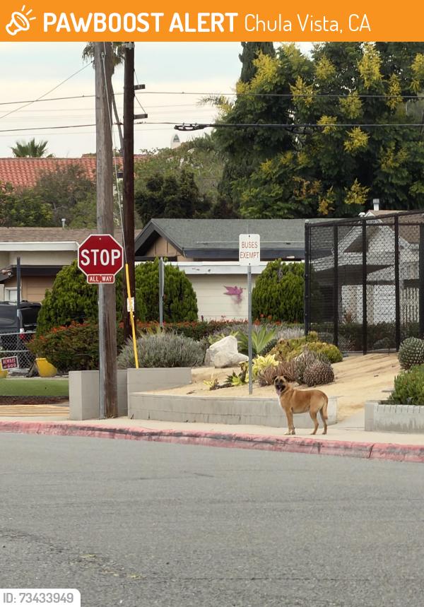 Found/Stray Male Dog last seen Hilltop and J st, Chula Vista, CA 91910