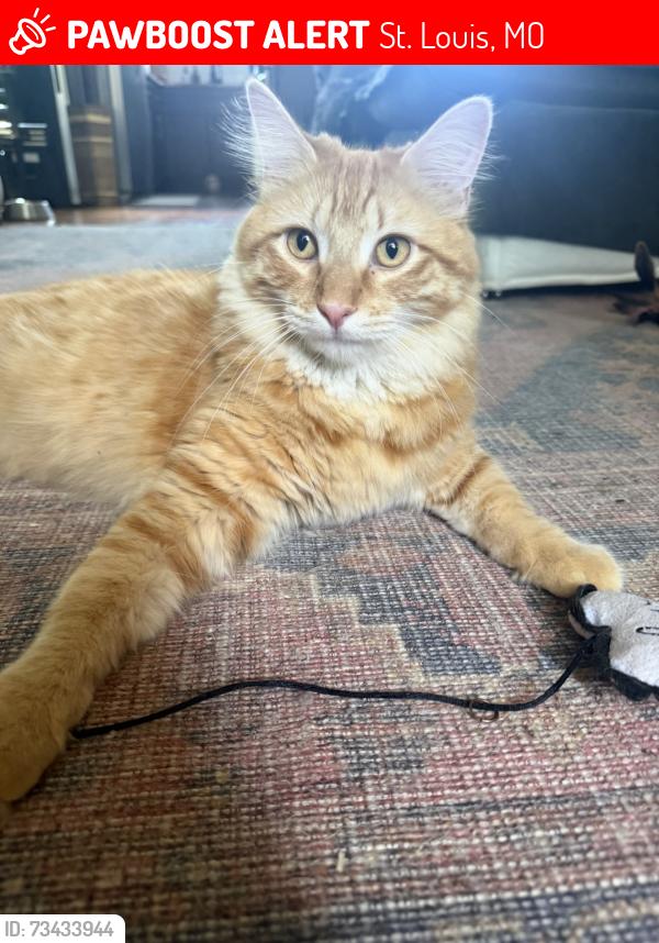 Lost Male Cat last seen S. Compton and Magnolia, St. Louis, MO 63118